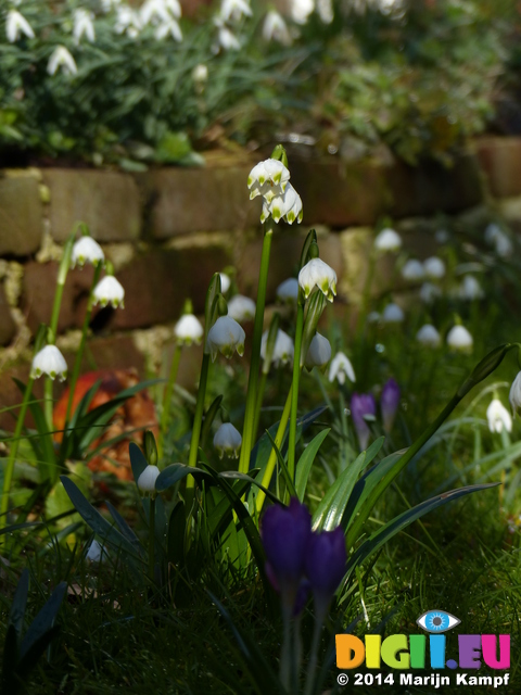 FZ003240 Spring snowflake (Leucojum vernum) in garden